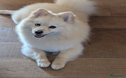 Pomsky dogs for sale: Pomsky looking for new home - Image 6