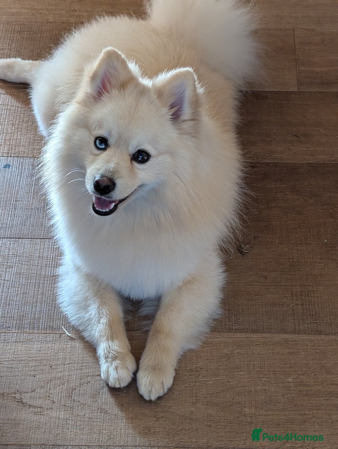 Pomsky dogs for sale: Pomsky looking for new home - Image 6