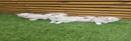 Ragdoll cats for sale: 💫Stunning Ragdoll Kittens 💫 - Advert 9