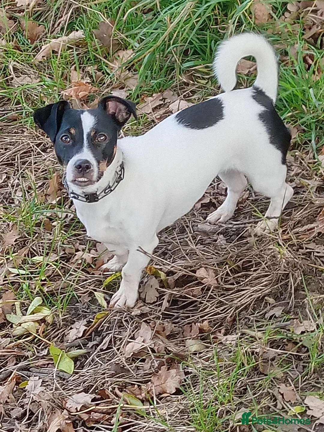 Mixed Breed dogs for sale: Jack Russell Cross Pups - Advert 10