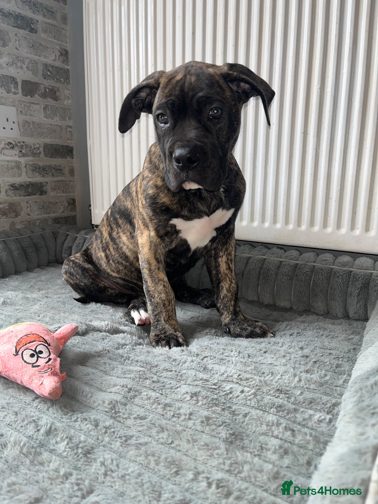 Mixed Breed dogs 1 reverse brindle mixed mastiff boy  - Advert 5