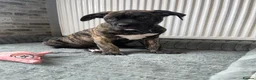 Mixed Breed dogs for sale: 1 reverse brindle mixed mastiff boy  - Advert 1
