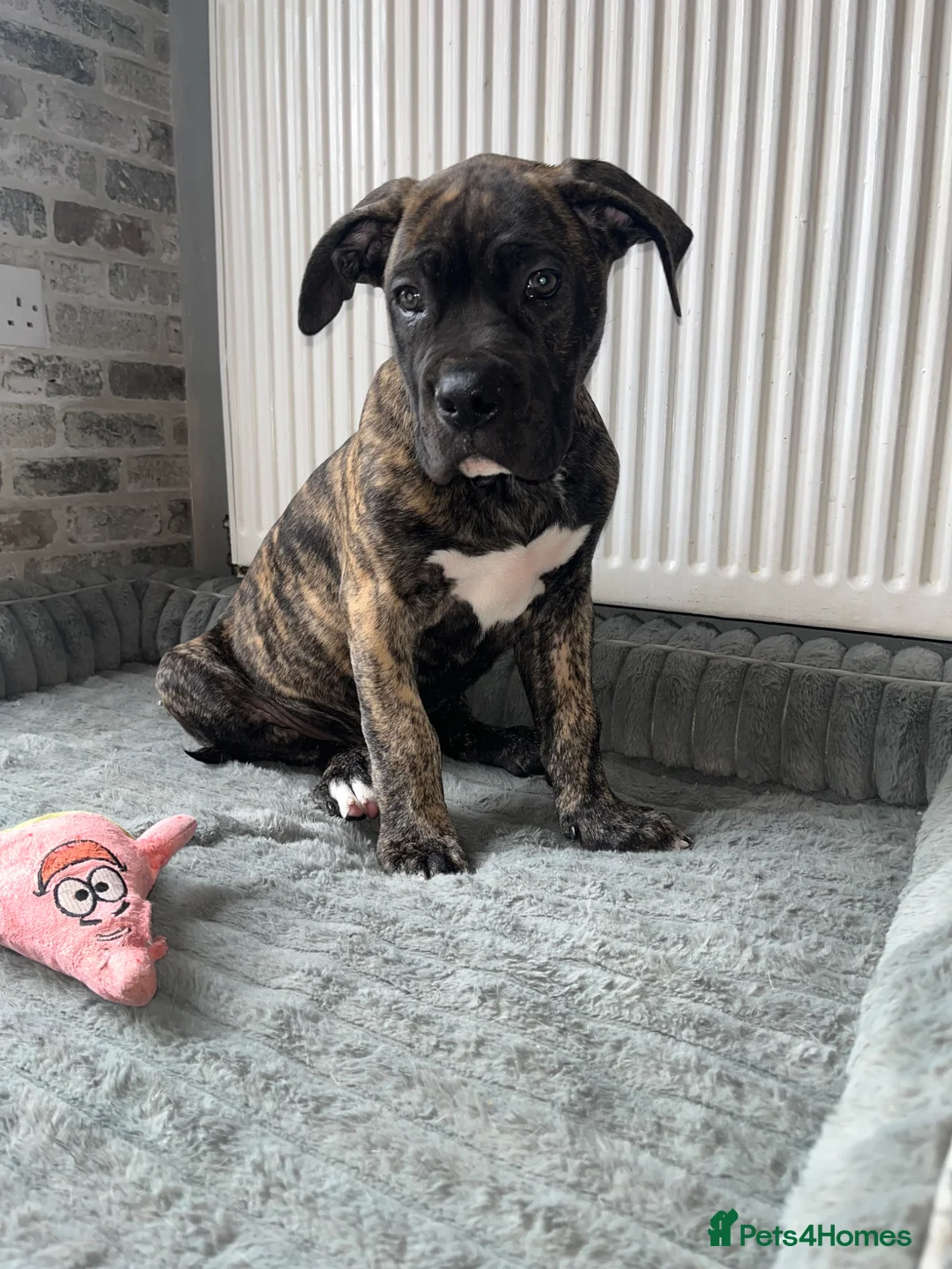 Mixed Breed dogs for sale: 1 reverse brindle mixed mastiff boy  - Advert 1