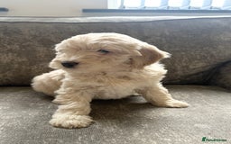 Cockapoo dogs for sale: Outstanding Cockapoos for sale  - Advert 17