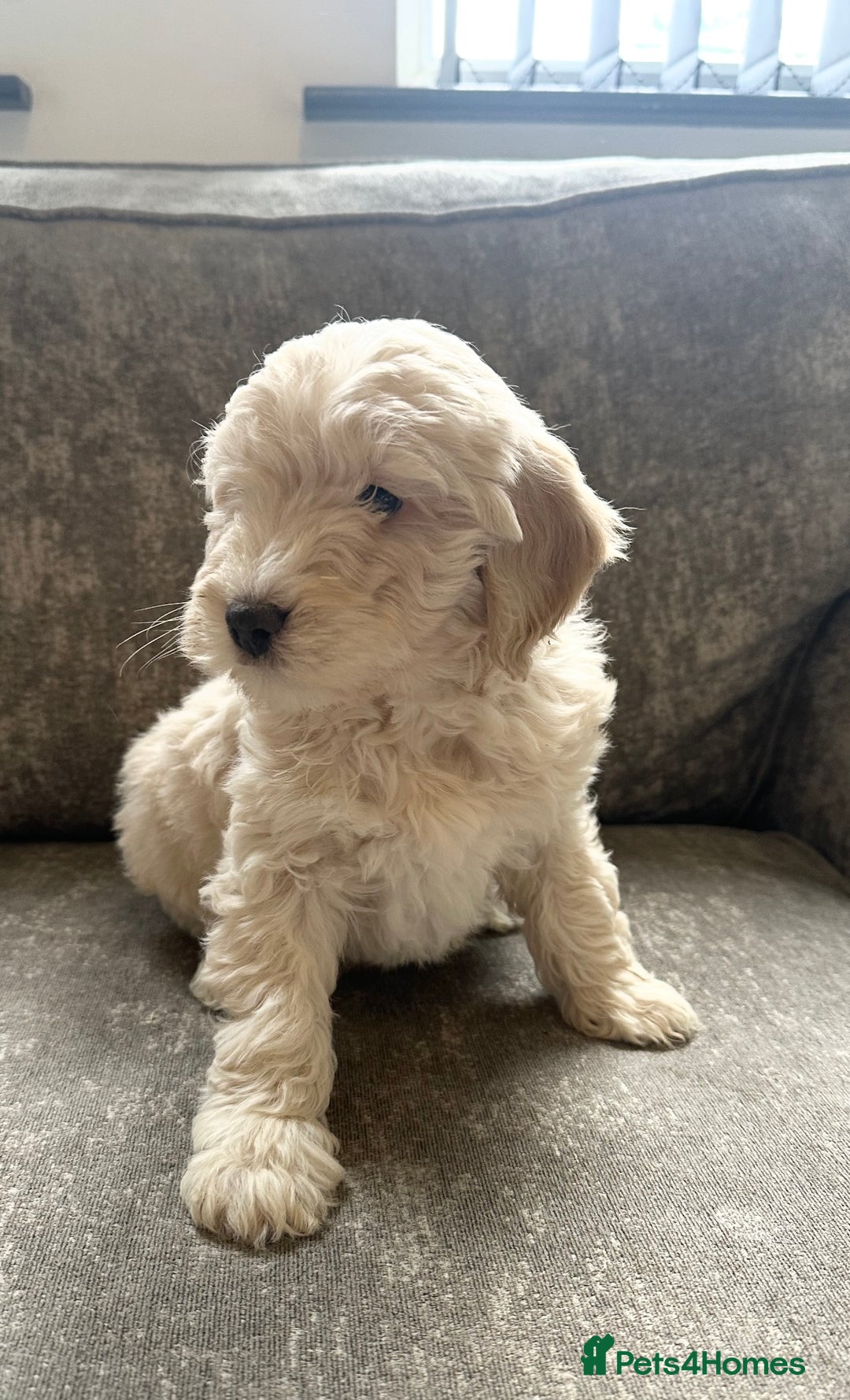 Cockapoo dogs for sale: Outstanding Cockapoos for sale  - Advert 17