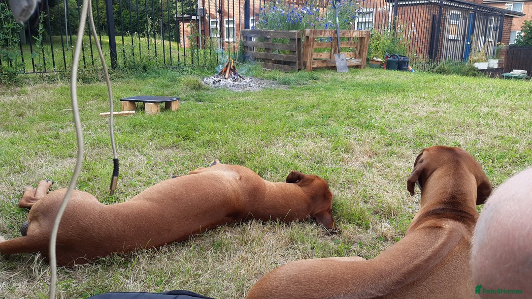 Rhodesian Ridgeback dogs for sale: 🦁KC RHODESIAN RIDGEBACKS PUPPIES🦁  - Image 19