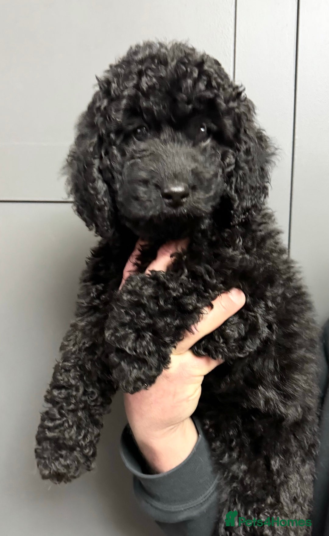 Cockapoo dogs for sale: Cockapoo puppies ready now full vacs/health tested - Advert 7