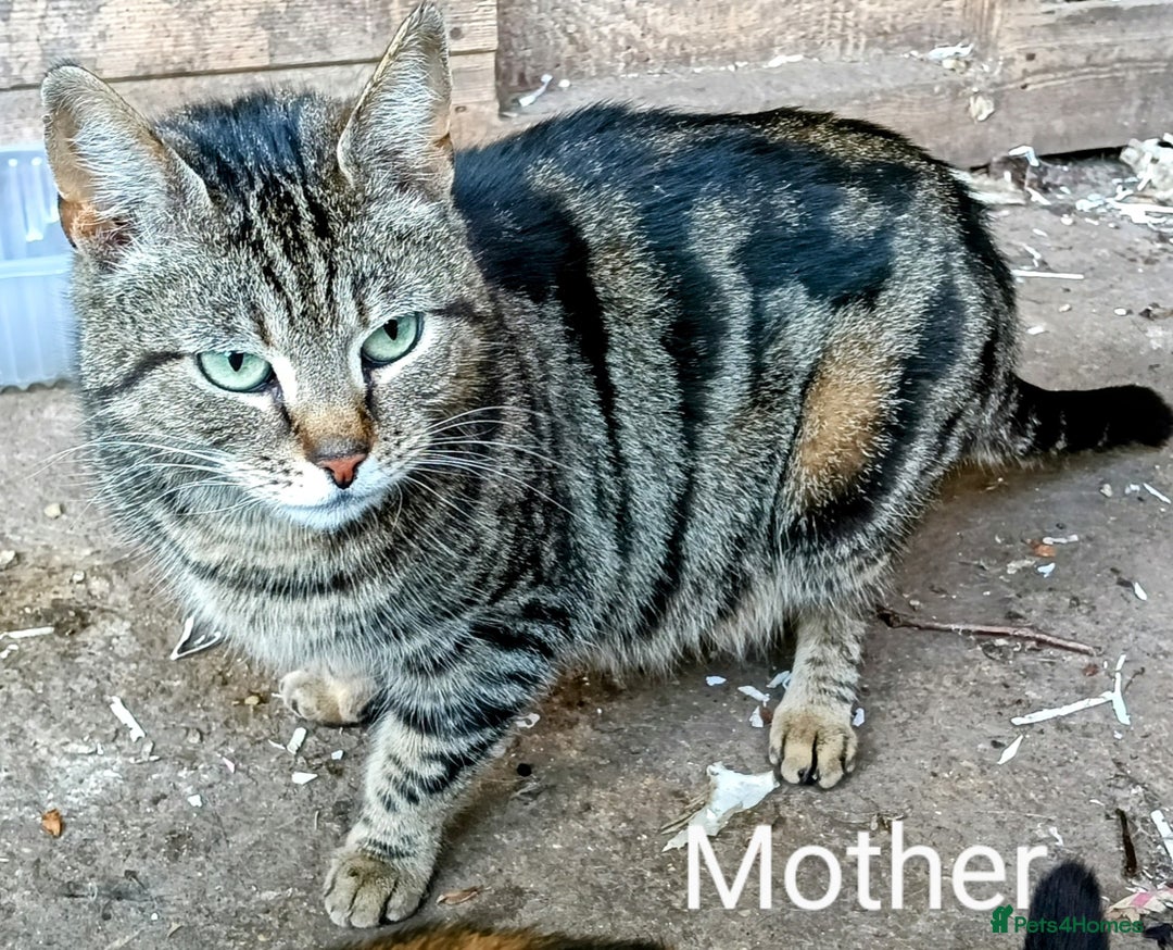 Mixed Breed cats for sale: 3/4 Bengal Kittens  - Image 15