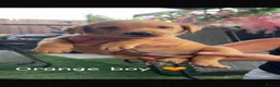 Labrador Retriever dogs for sale: Yellow Labradors  - Advert 22