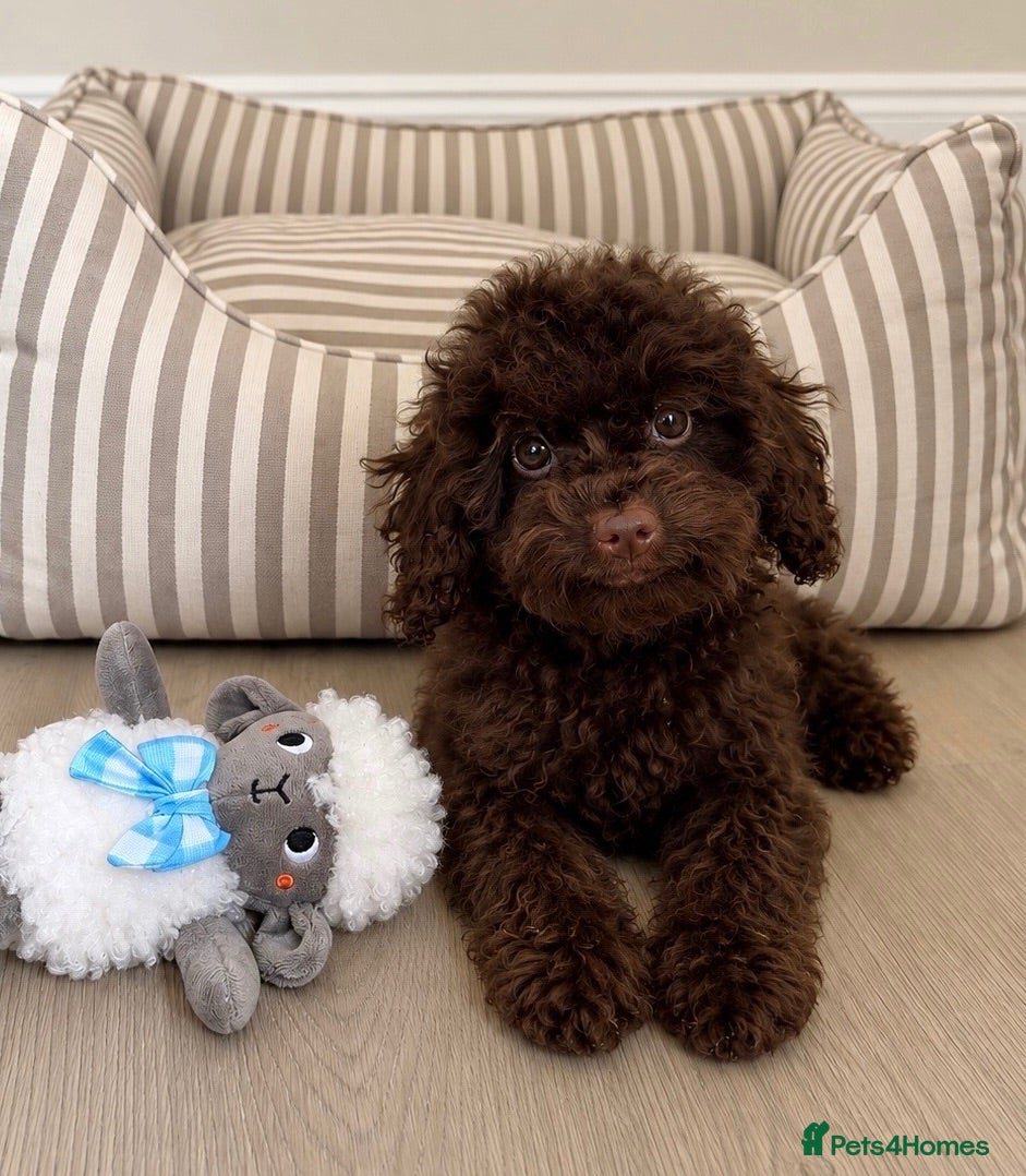 Cockapoo dogs Extensively Health tested cockapoo puppies  - Advert 1