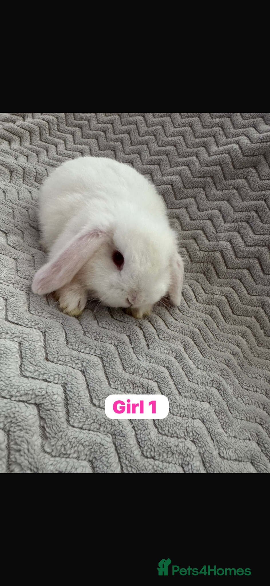 Mini Lop rabbits ✨ Mini Lops for sale✨ - Advert 9