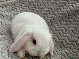 Mini Lop rabbits ✨ Mini Lops for sale✨ - Advert 9