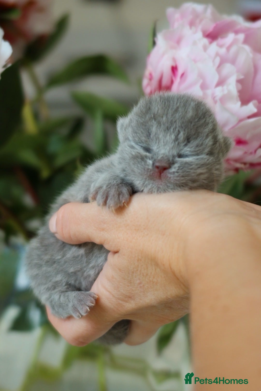 British Shorthair cats British Shorthair Kittens - Registered & Licensed - Advert 1