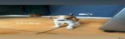 Saluki dogs for sale: Saluki greyhound puppies- Boys in Dover - Advert 24