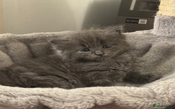 Russian Blue cats for sale: Blue Russian mix - Image 5