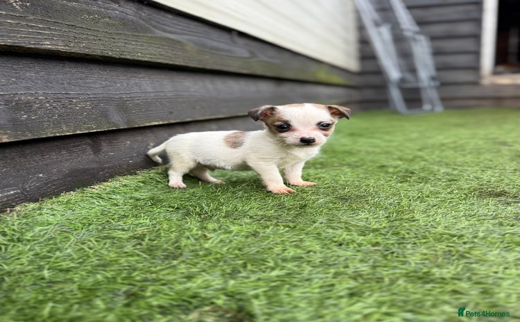 Jack Russell dogs - Advert 1