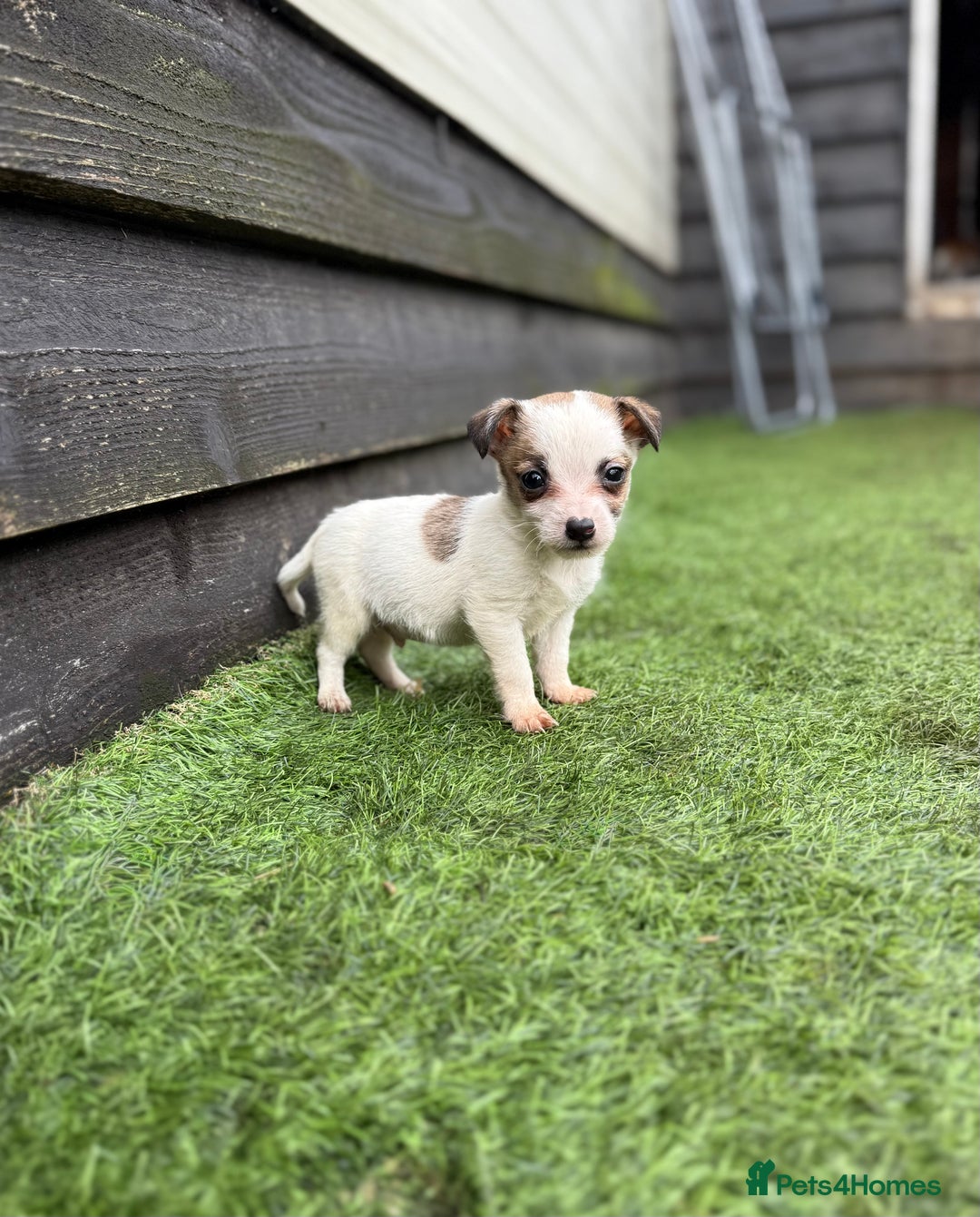 Jack Russell dogs for sale: The cutest little Jack Russel pups ❤️ - Image 1