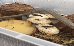 Python Snake reptiles for sale: Royal Python Hatchlings - Image 7