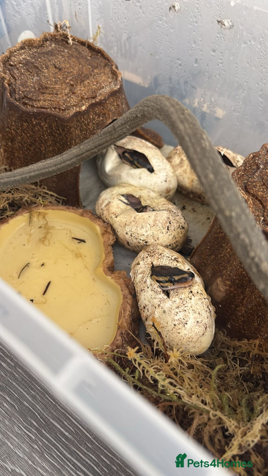 Python Snake reptiles for sale: Royal Python Hatchlings - Image 7
