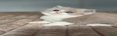 British Shorthair 1