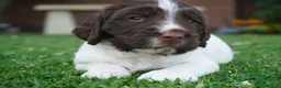 English Springer Spaniel dogs for sale: Beautiful Springer Spaniel Puppies For Sale  - Advert 37