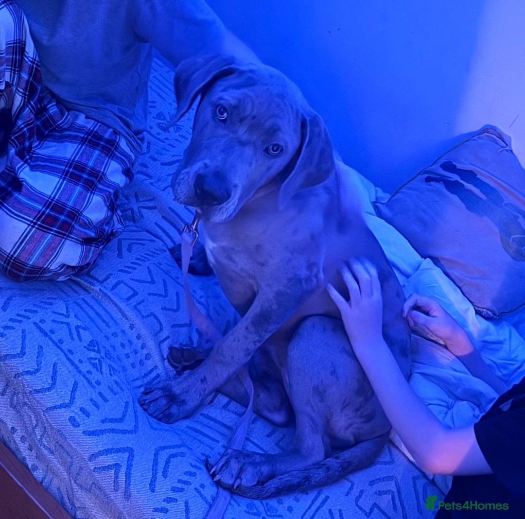 Mixed Breed dogs for sale: Mastiff mix female - Advert 3