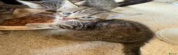 Mixed Breed cats for sale: 2 male tabby kittens urgently need new homes!! - Advert 8