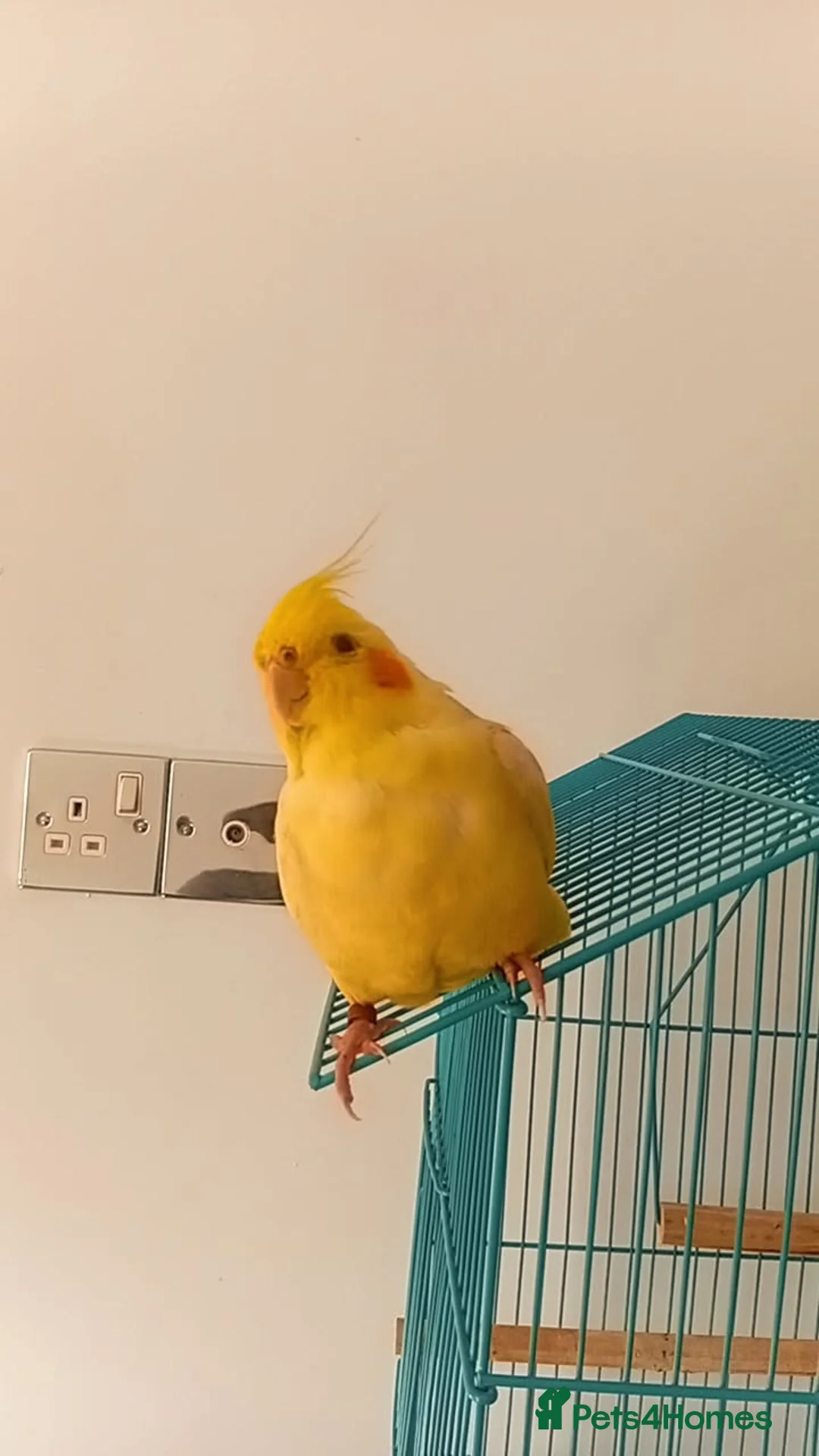Cockatiels birds for sale: Cockateil in Lowestoft - Advert 2