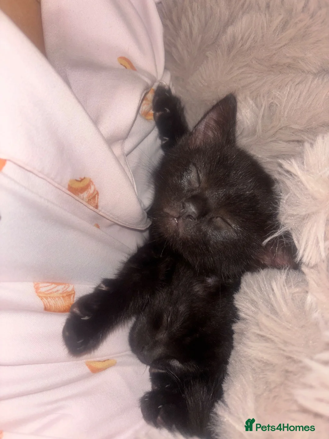 British Shorthair cats for sale: Gorgeous black male kitten 8 weeks  - Advert 5