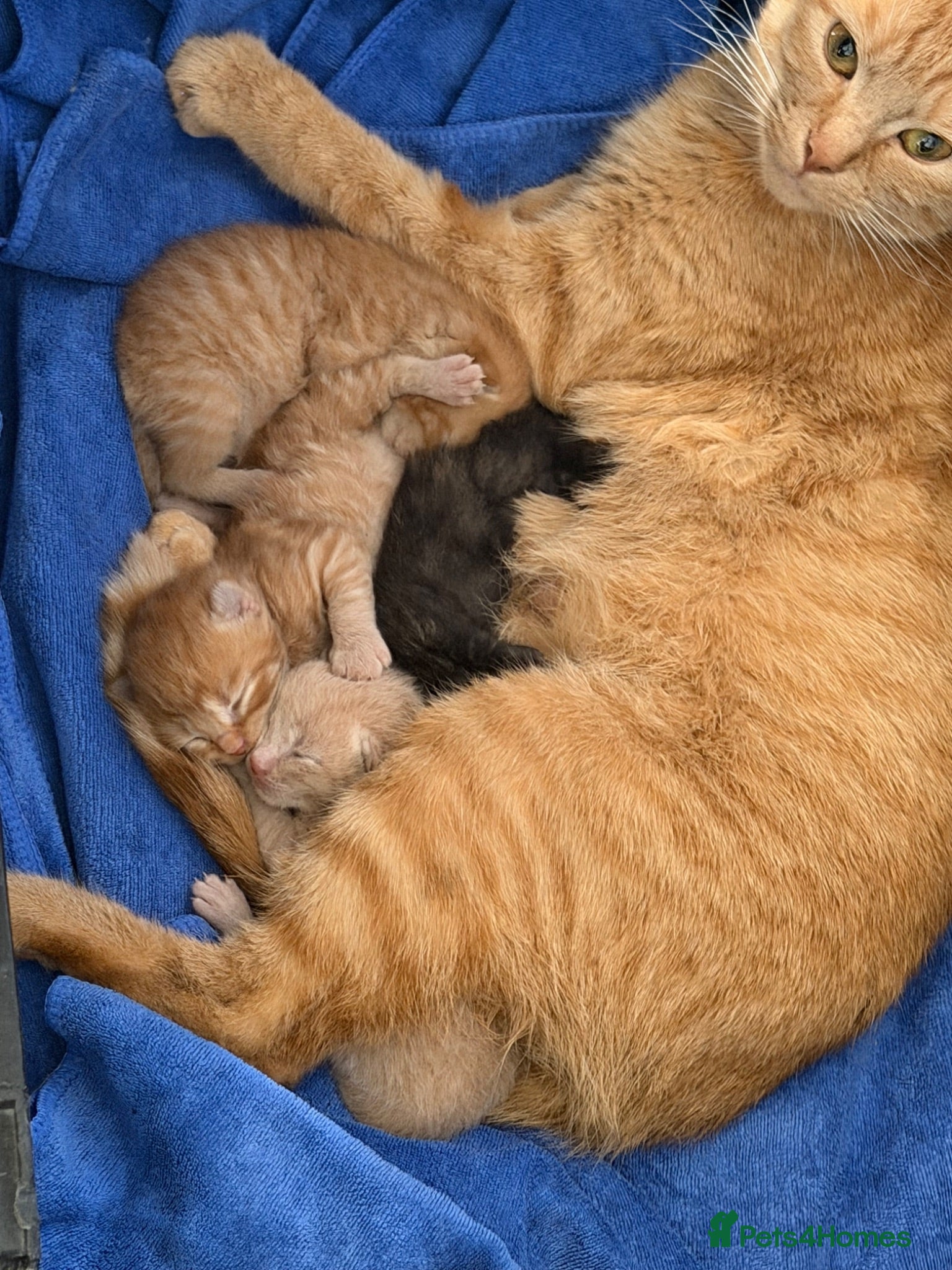 Mixed Breed cats Three ginger boys One Tortie Girl - Advert 6