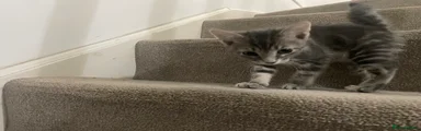 Mixed Breed Kitten 4