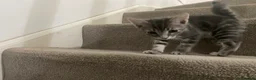 Mixed Breed cats for sale: Beautiful grey, white and tabby kittens for sale - Advert 11