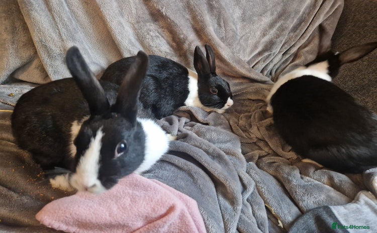Mixed Breed rabbits - Advert 16