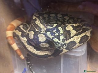 Snake reptiles Carpet python - Advert 1