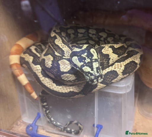 Snake reptiles Carpet python - Advert 1