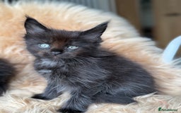 Maine Coon cats for sale: Stunning Mainecoon kittens ready now!!!! - Image 37
