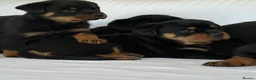 Rottweiler dogs for sale: Show Quality RKC Rottweiler Puppies in Manchester - Advert 4