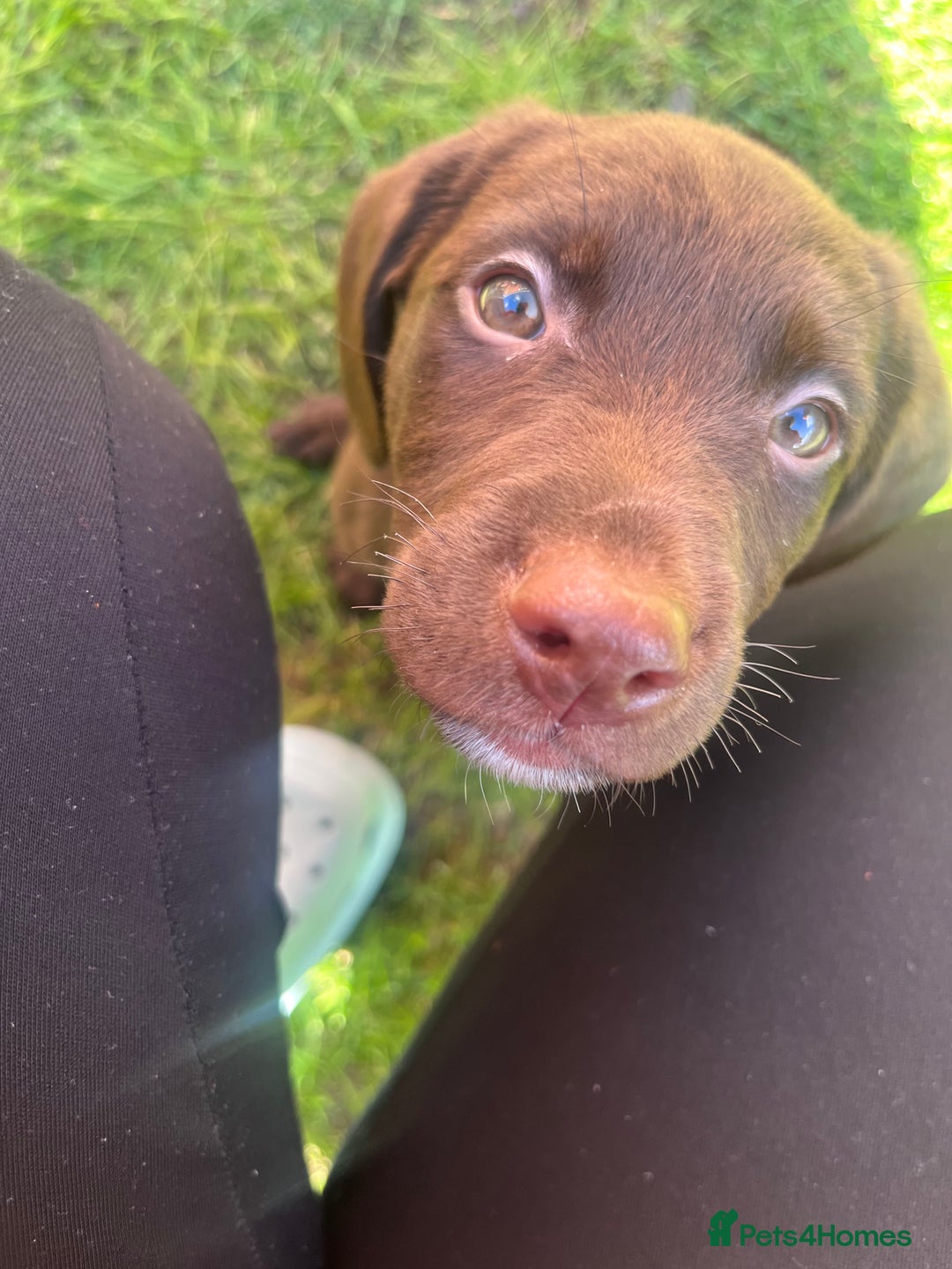 Mixed Breed dogs for sale: READY TO GO – Lab/Spaniel/Collie Mix Puppies - Image 2