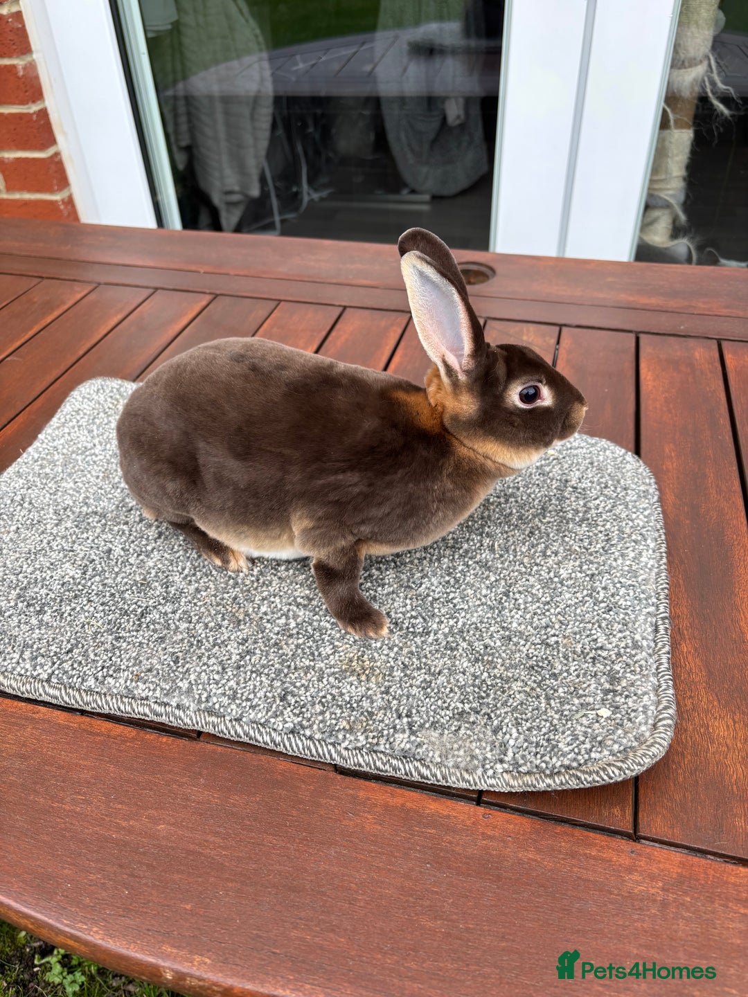 Rex rabbits for sale: Stunning purebred chocolate otter mini rex buck - Advert 2
