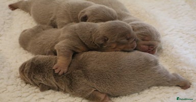 English Bulldog dogs - Advert 8
