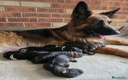 German Shepherd dogs for sale: German Shepherd Puppies - Image 27