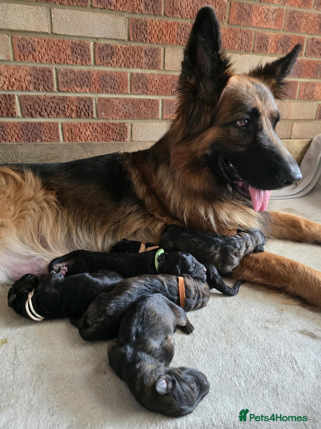 German Shepherd dogs for sale: German Shepherd Puppies - Image 27
