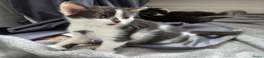 Chantilly-Tiffany Kitten 3