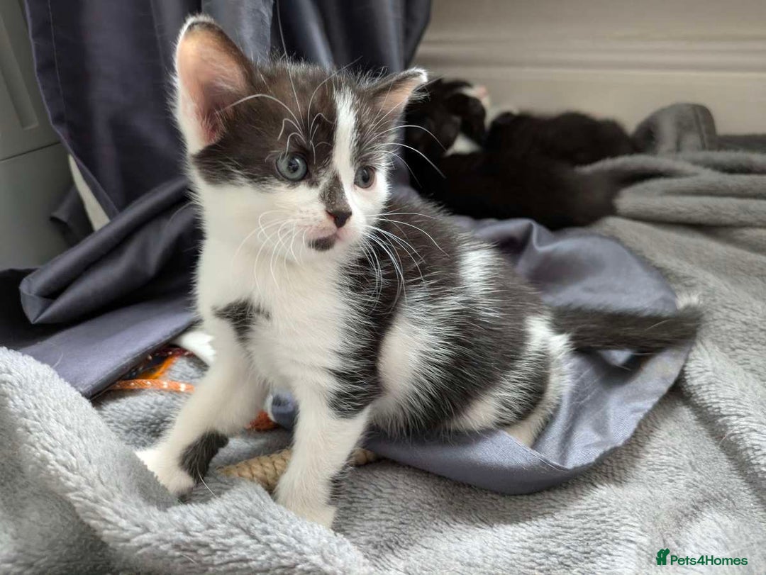 Turkish Van cats for sale: Black and white kittens last boy left  - Image 35
