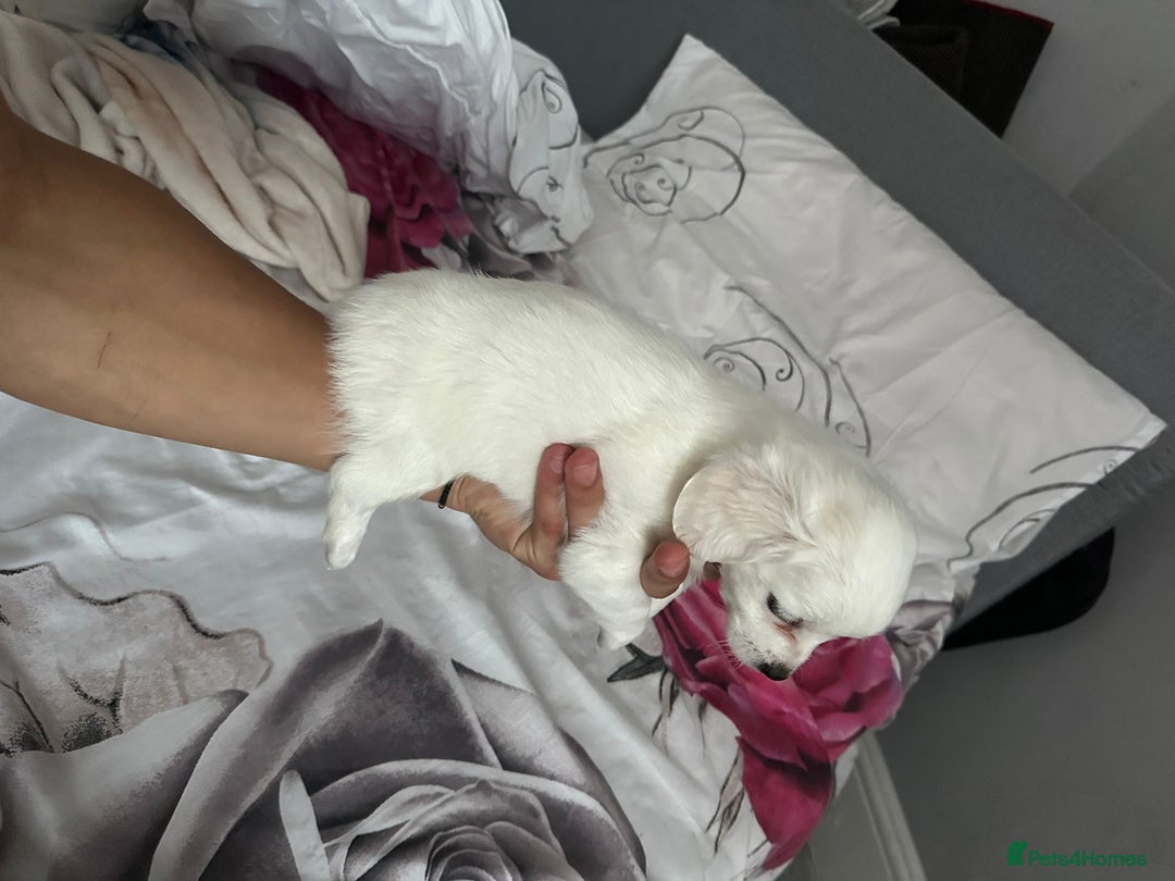 Bichon Frise dogs for sale: Bichon - Image 3