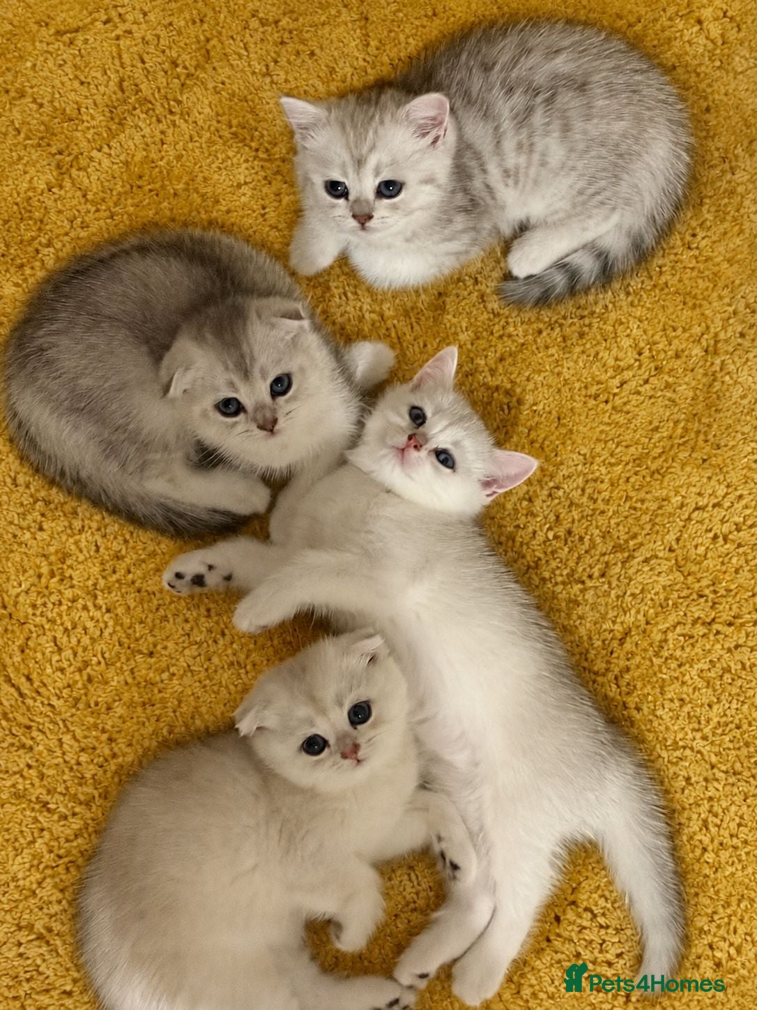 Scottish Fold cats Adorable Scottish Fold & Straight Kittens - Advert 2