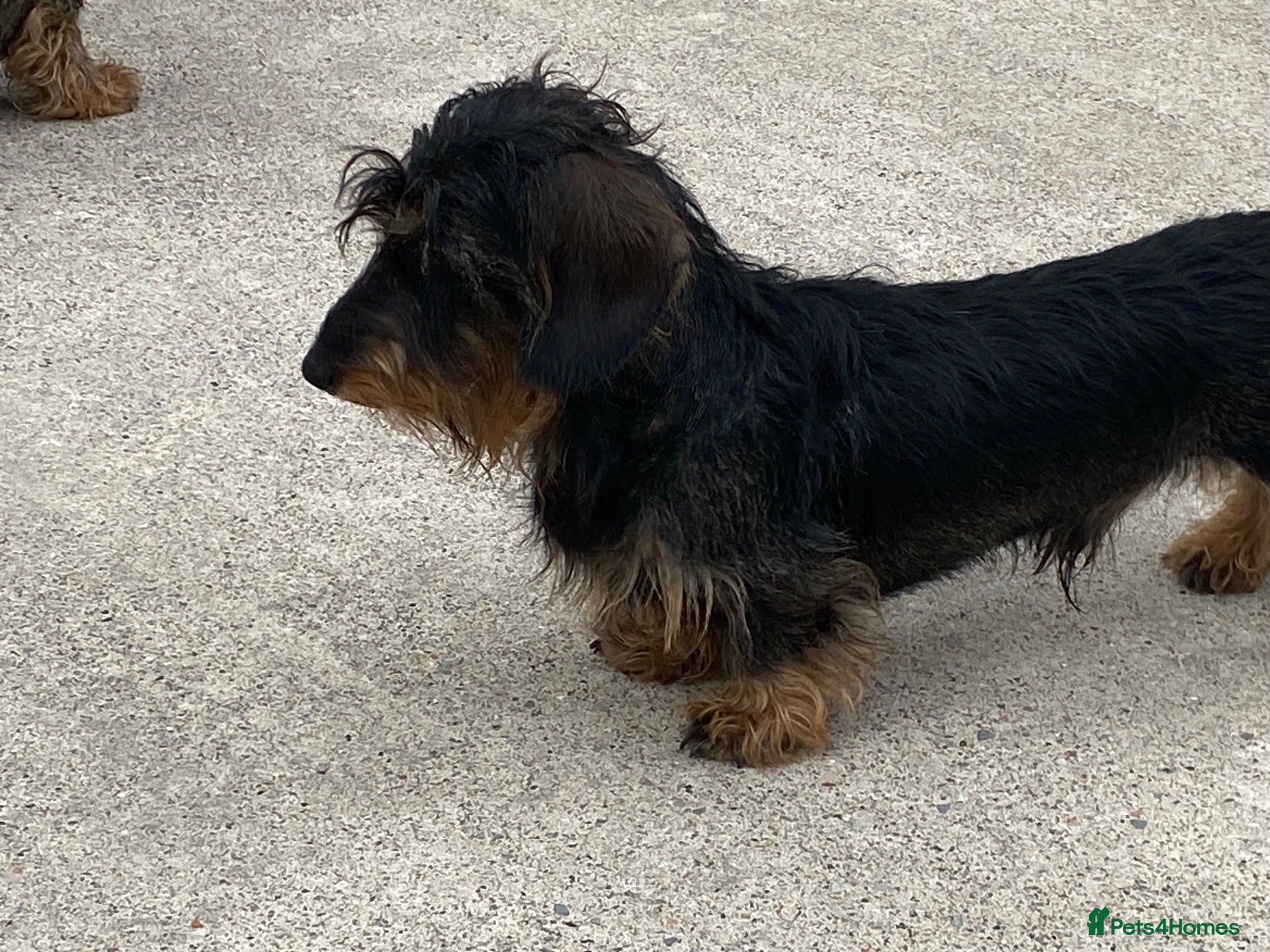 Dachshund dogs Wire hair miniature dachshund  - Advert 6