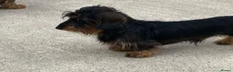 Dachshund dogs for stud: Wire hair miniature dachshund  - Advert 1
