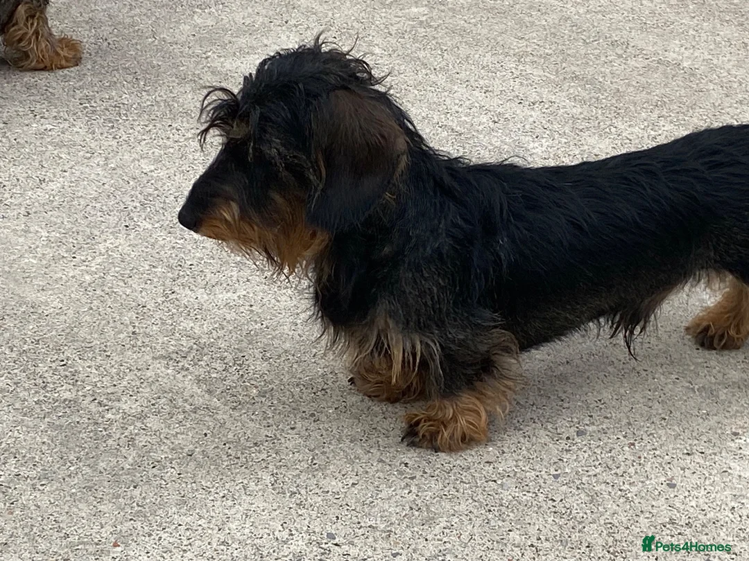 Dachshund dogs for stud: Wire hair miniature dachshund  - Advert 1