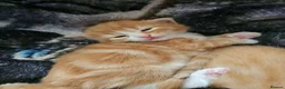 Mixed Breed cats for sale: Tortoise shell/Ginger kittens - Advert 3